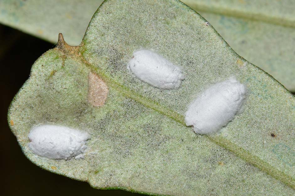 uova di Saissetia oleae?  No, Lichtensia viburni  (Coccidae)