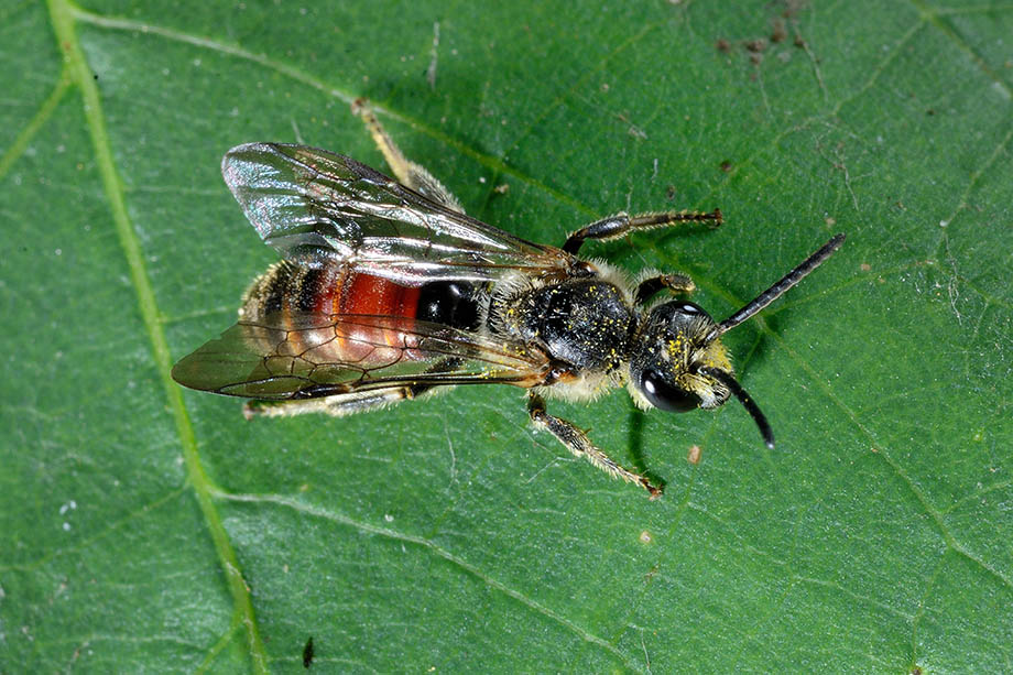 Andrena cfr. hattorfiana  (Apidae Andreninae)