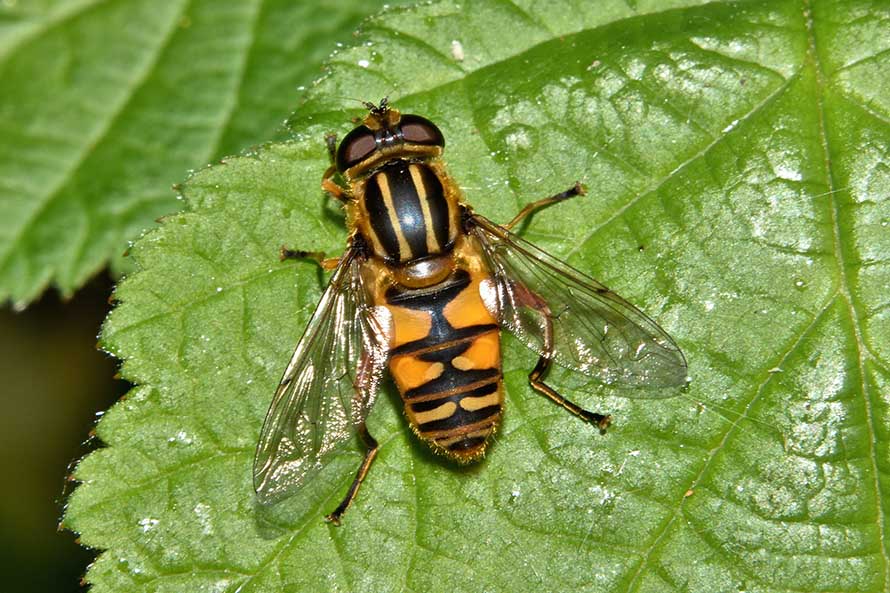Helophilus sp. maschio e femmina? Si