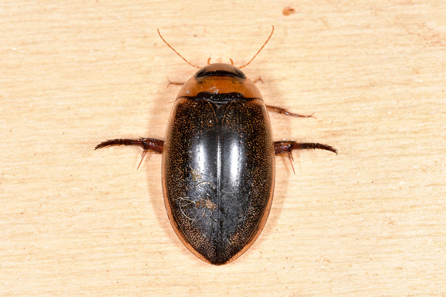 Hydaticus leander - Dytiscidae