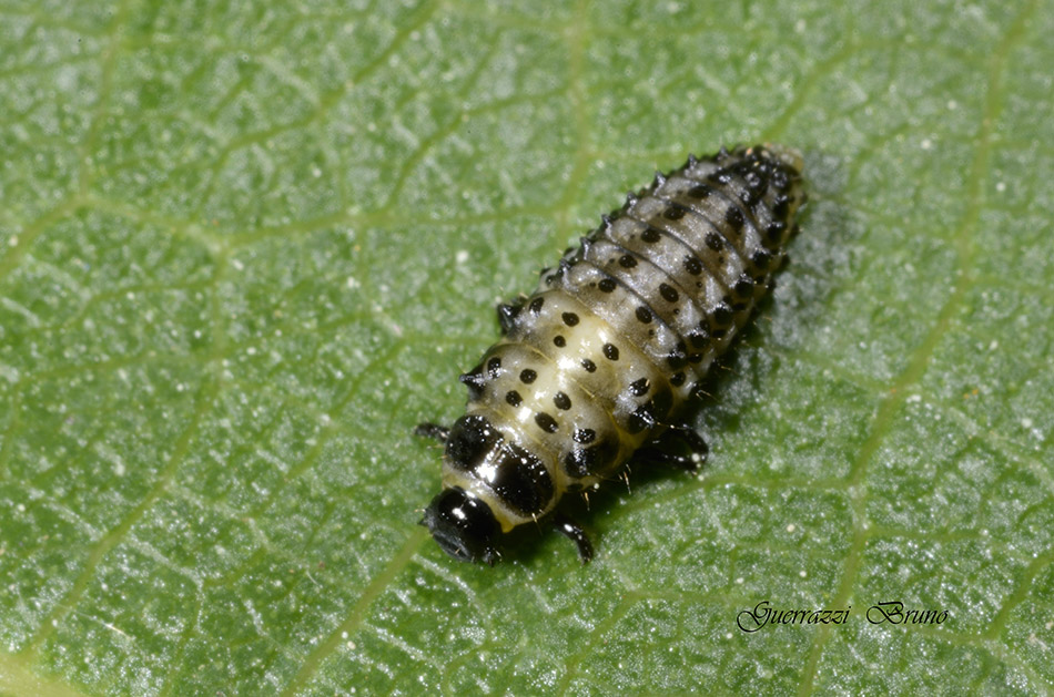 Plagiodera versicolora (Chrysomelidae)