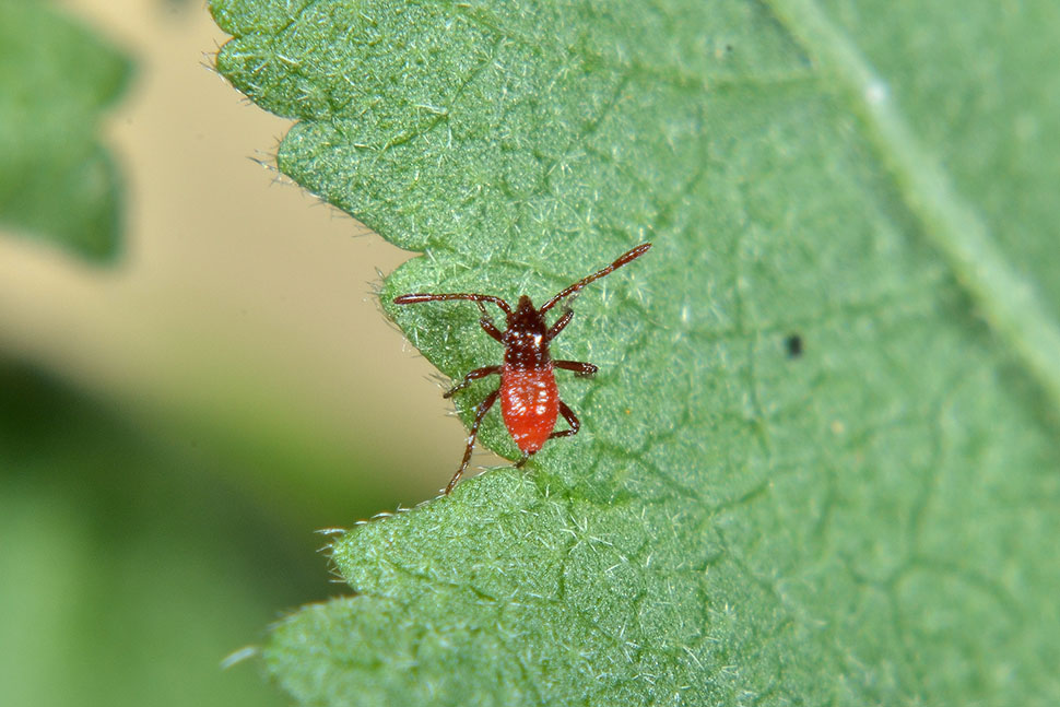 Ciclo di Pyrrhocoris