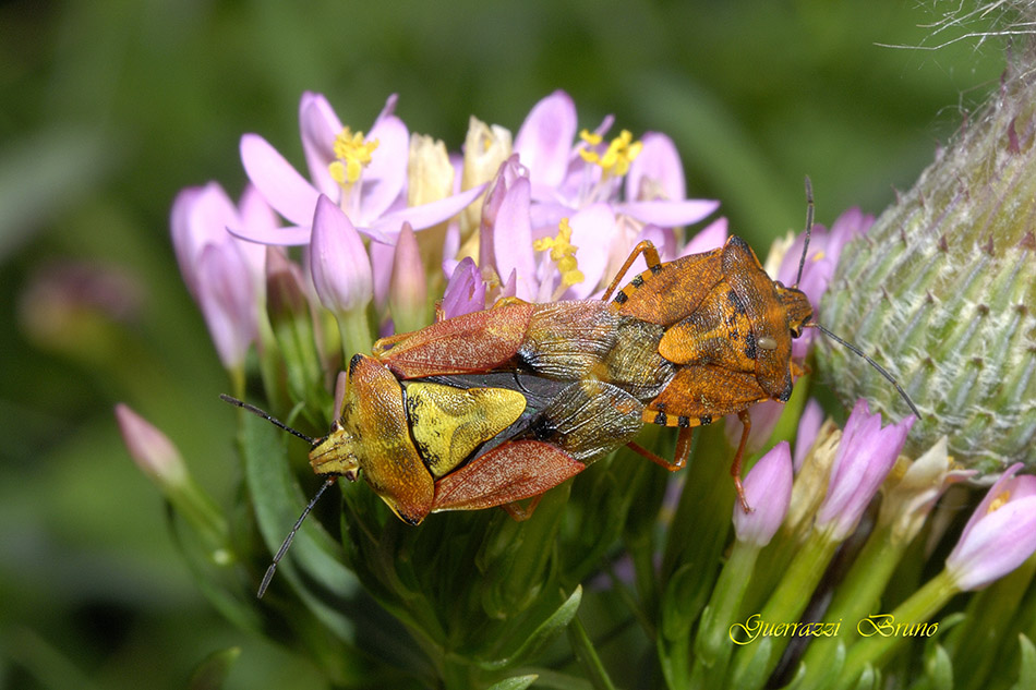Pentatomidae: Carpocoris pudicus della Toscana (PI)