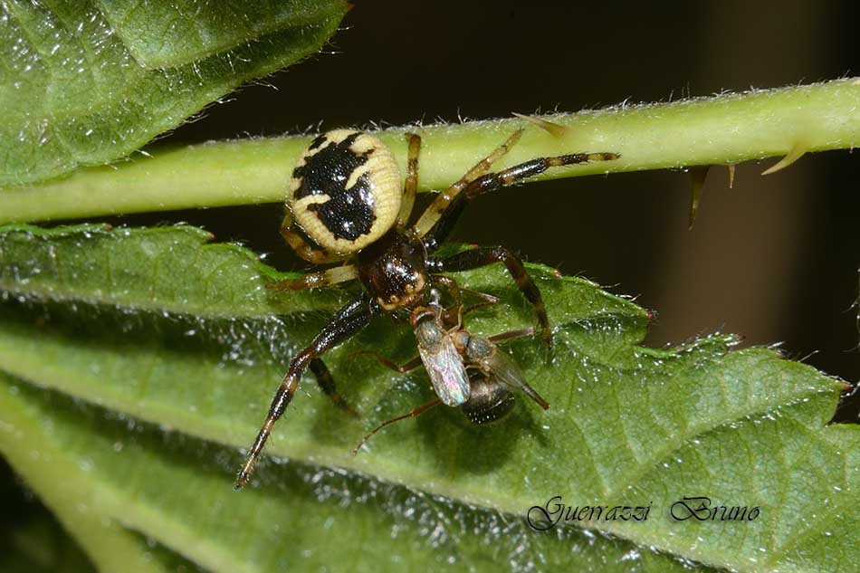 Moschine opportuniste - Milichiidae, Desmometopa sp.