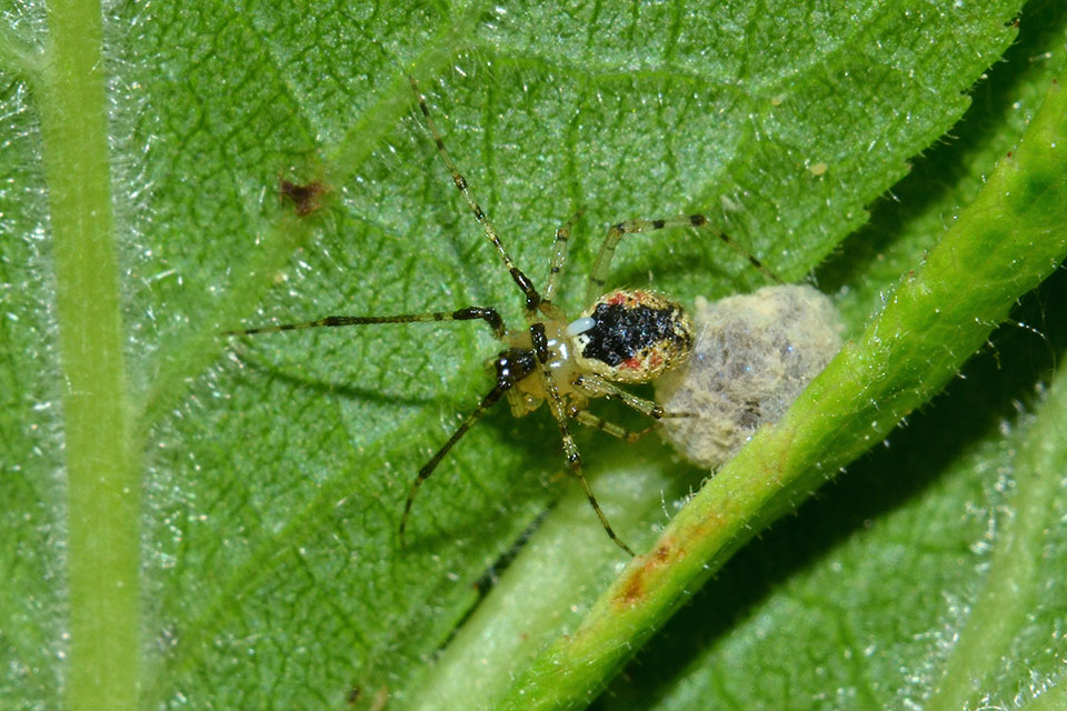 Platnickina tincta parassitato con ovisacco - Cascina (PI)