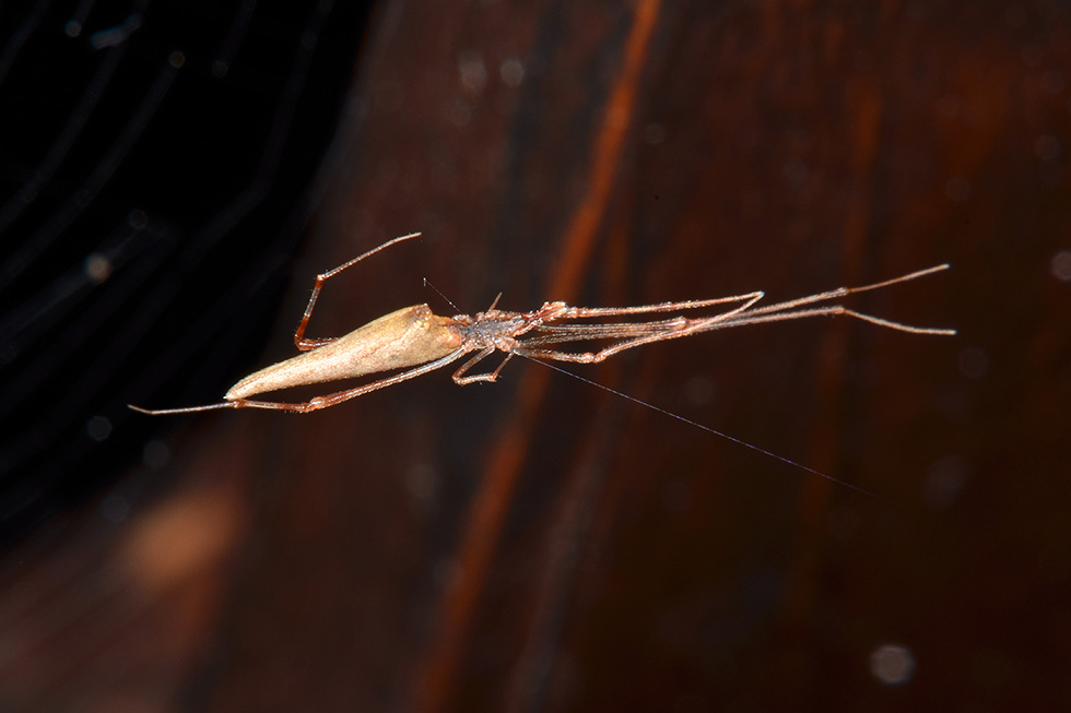 Romphaea sp. con preda (Araneidae) - Cascina (PI)