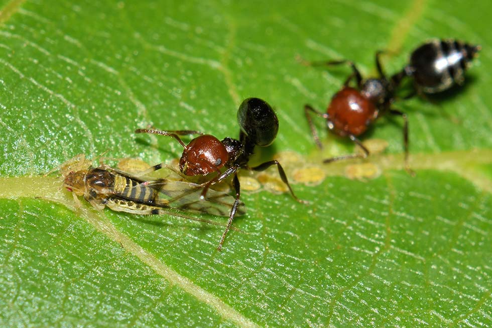 Panaphis juglandis con Crematogaster scutellaris