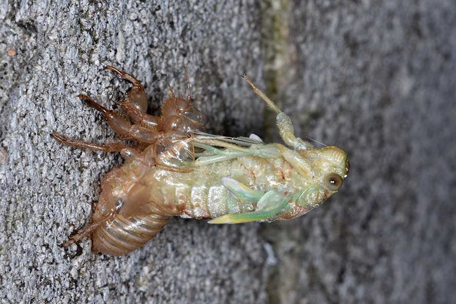 Sfarfallamento di Cicada orni
