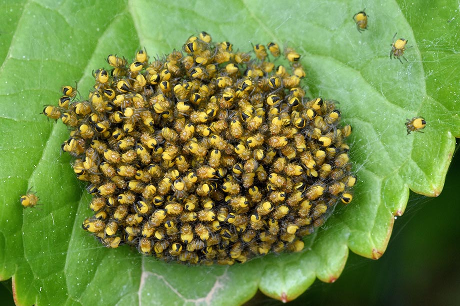 nidiata di Araneus cfr. diadematus  - Cascina (Pisa)