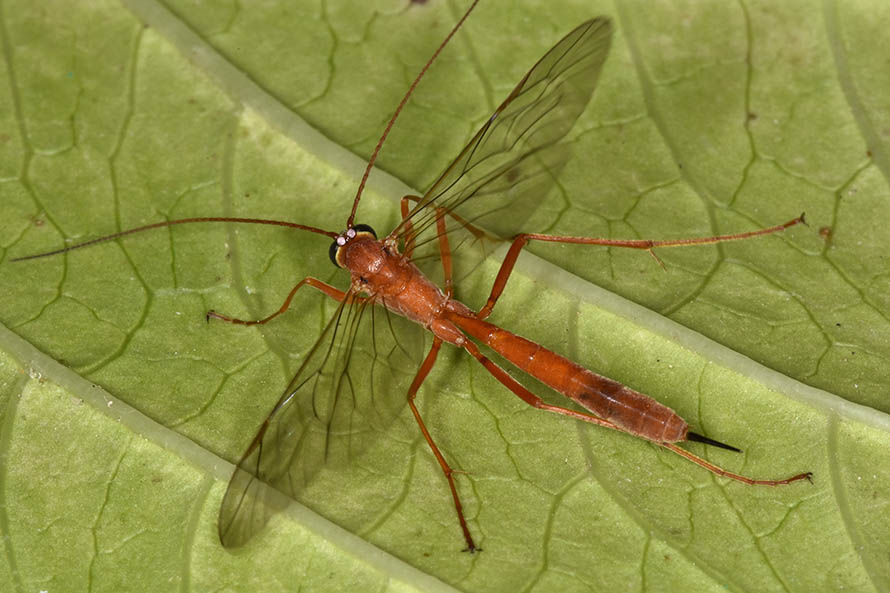 Netelia sp. (Ichneumonidae Tryphoninae)