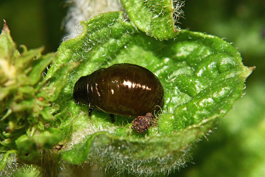 Chrysolina graminis, maschio e larva