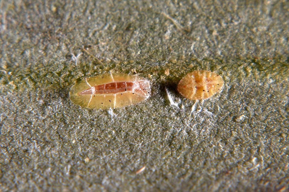 Coccidae:  Saissetia oleae + maschio di Lichtensia viburni