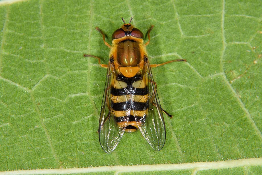 Larva di Syrphidae Syrphinae:  Syrphus ribesii femmina