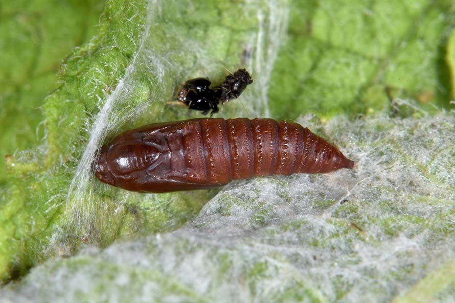 Celypha lacunana bruco crisalide e adulto