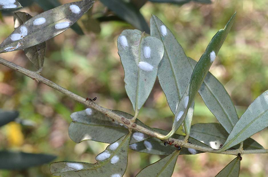 uova di Saissetia oleae?  No, Lichtensia viburni  (Coccidae)