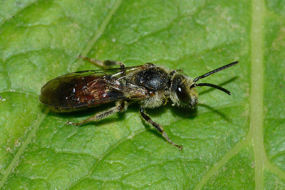 Andrena cfr. hattorfiana  (Apidae Andreninae)