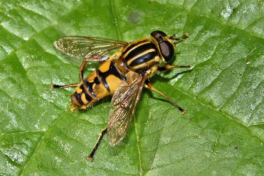 Helophilus sp. maschio e femmina? Si