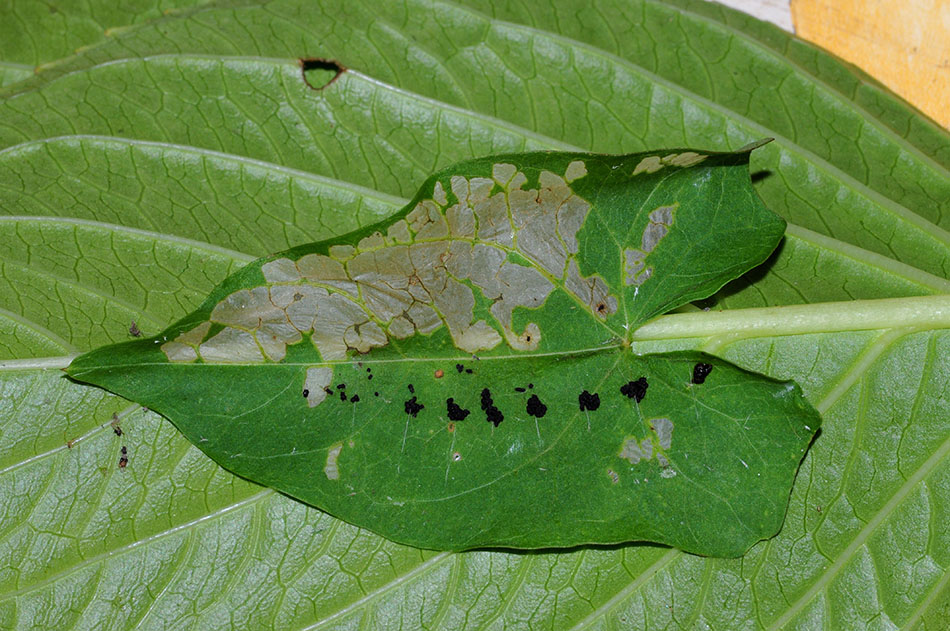 Helcystogramma triannulella