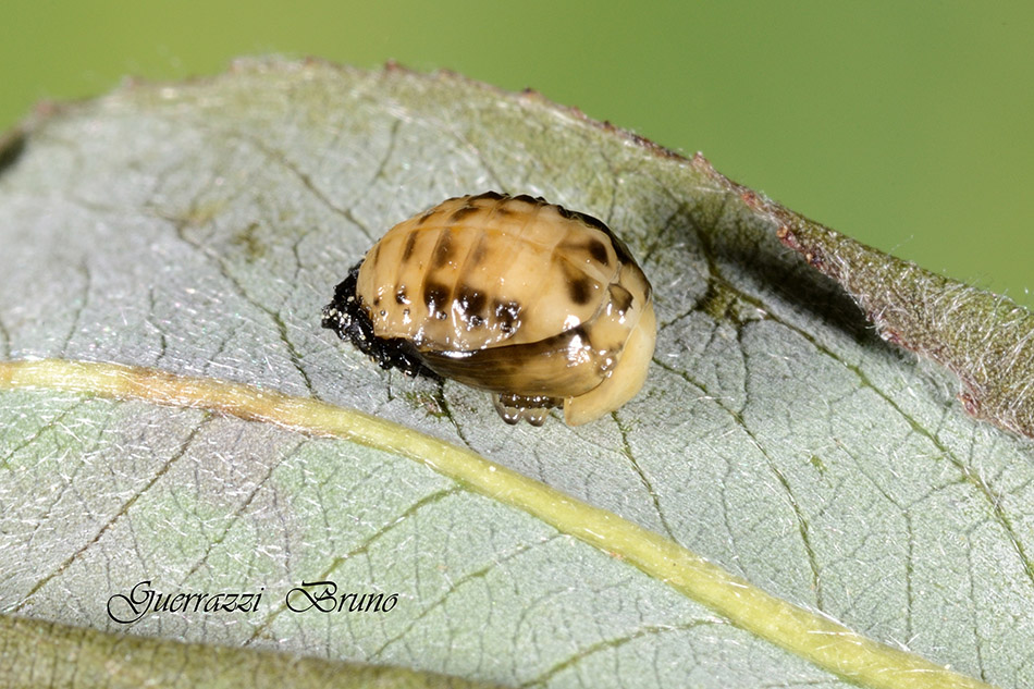 Plagiodera versicolora (Chrysomelidae)