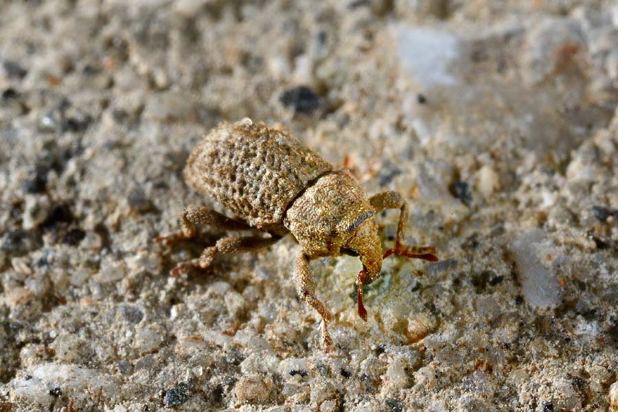Id. curculionide