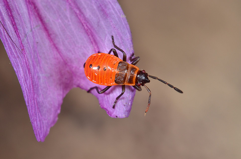 Ciclo di Pyrrhocoris