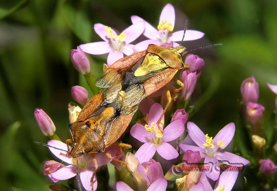Pentatomidae: Carpocoris pudicus della Toscana (PI)