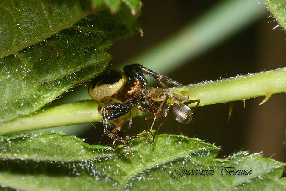 Moschine opportuniste - Milichiidae, Desmometopa sp.