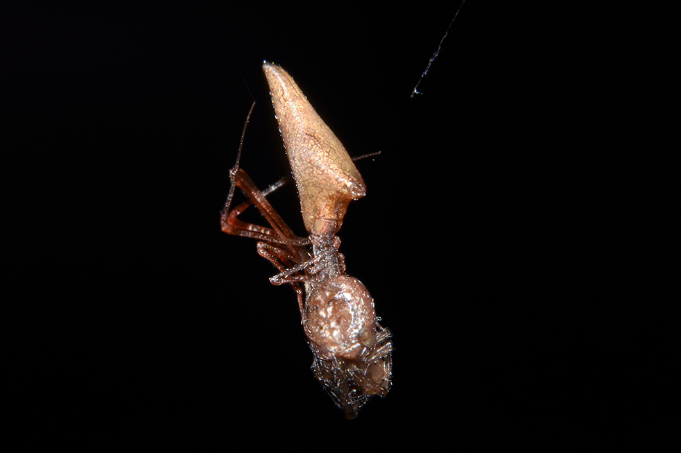 Romphaea sp. con preda (Araneidae) - Cascina (PI)