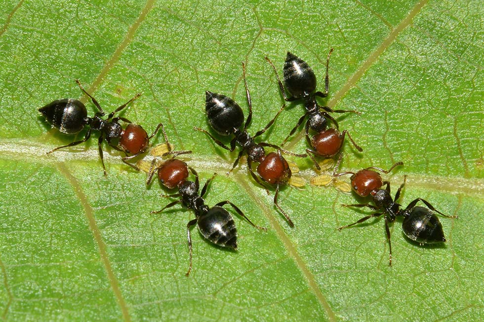 Panaphis juglandis con Crematogaster scutellaris