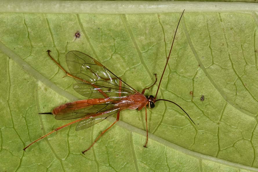 Netelia sp. (Ichneumonidae Tryphoninae)