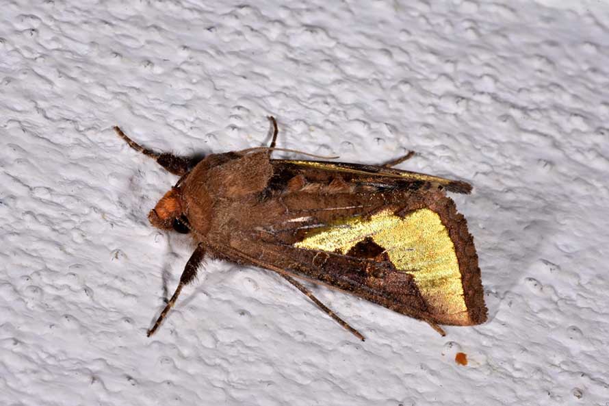 Thysanoplusia orichalcea, Noctuidae
