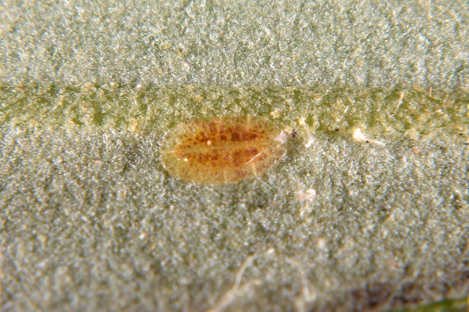 Coccidae:  Saissetia oleae + maschio di Lichtensia viburni