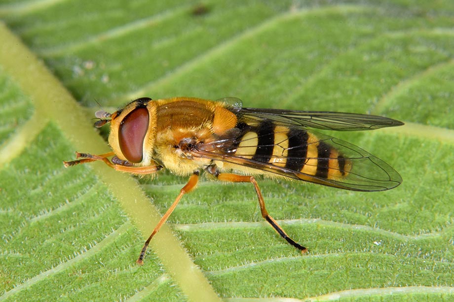 Larva di Syrphidae Syrphinae:  Syrphus ribesii femmina