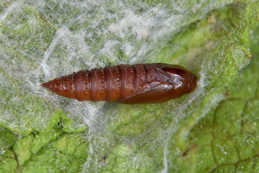 Celypha lacunana bruco crisalide e adulto