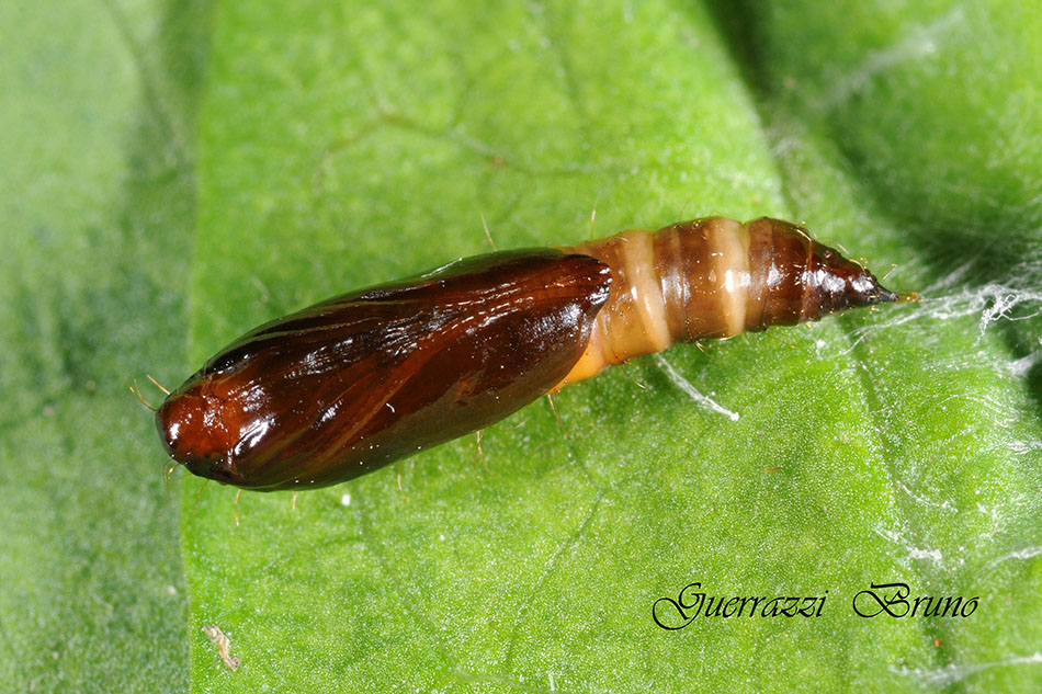 Helcystogramma triannulella