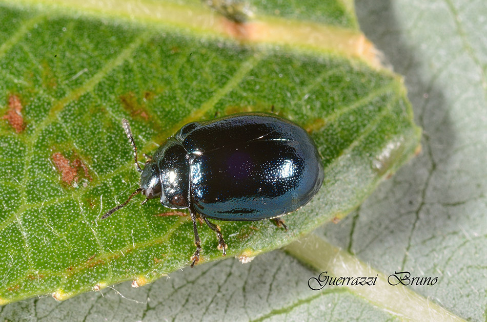 Plagiodera versicolora (Chrysomelidae)