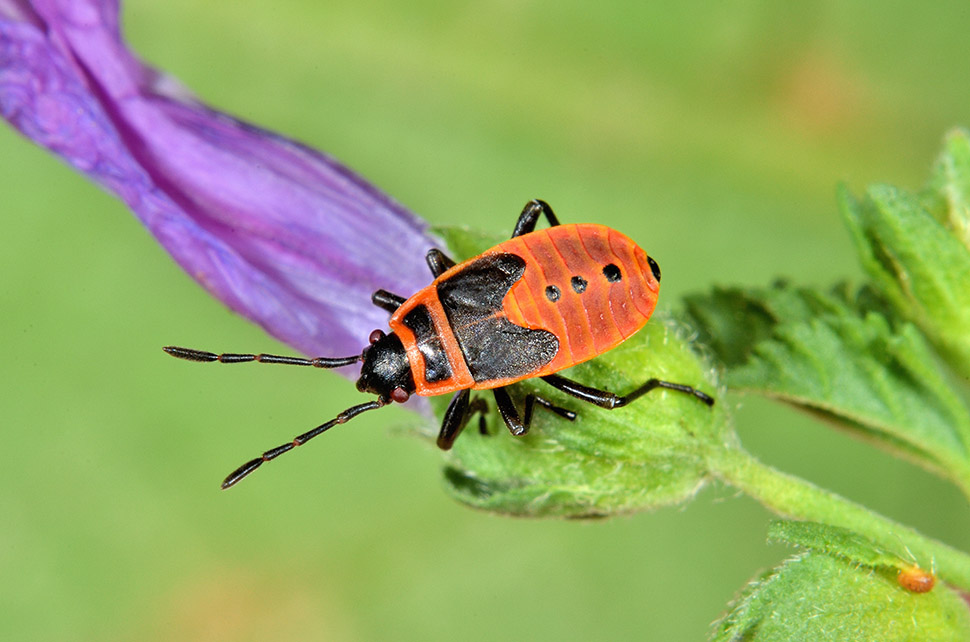 Ciclo di Pyrrhocoris