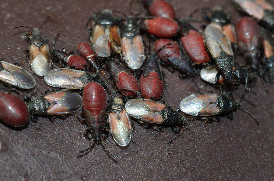 Lygaeidae: Oxycarenus hyalinipennis della Toscana (PI)