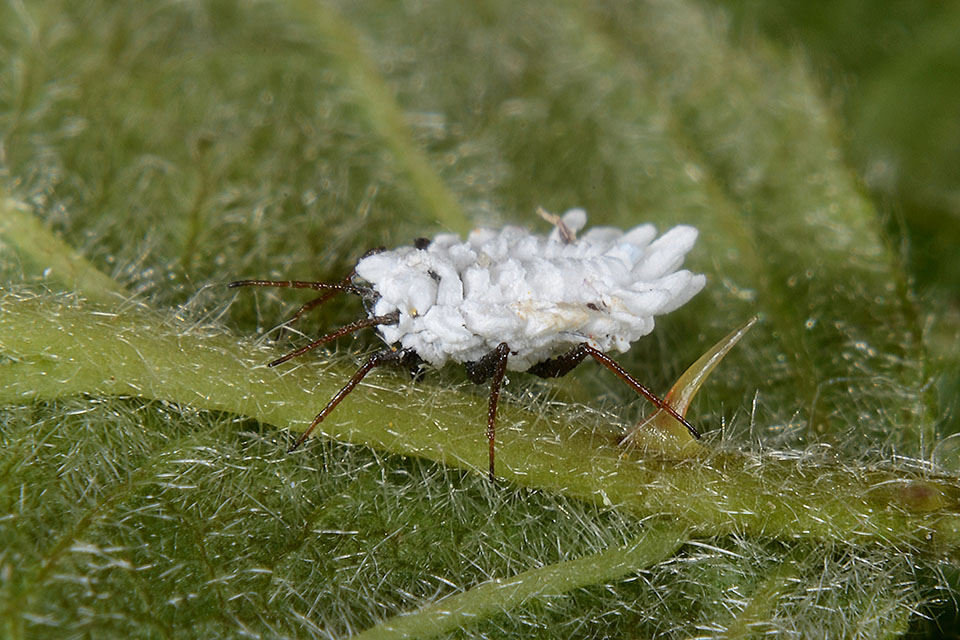 Insetto strano: Orthezia sp.