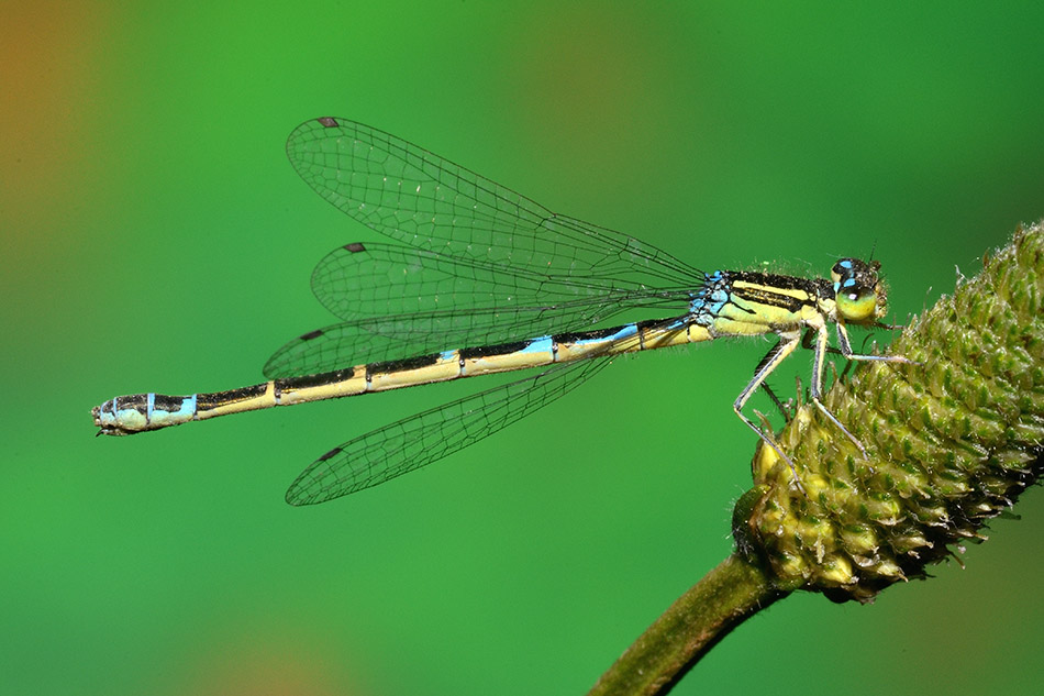 Id Damigella: Coenagrion... scitulum