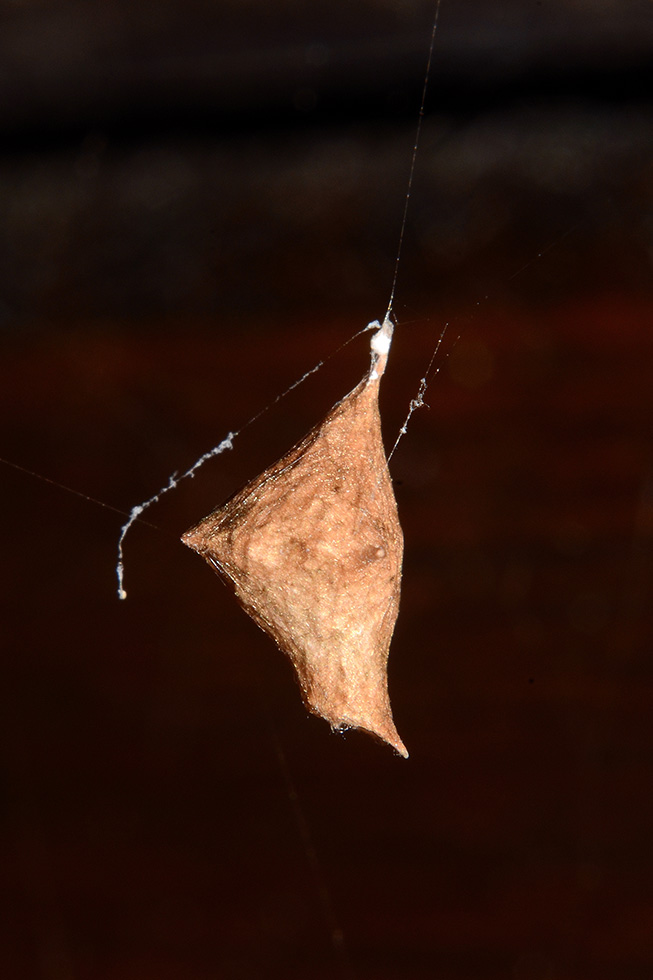Rhomphaea con ovisacco - Cascina (PI)