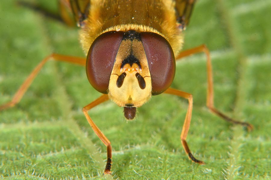 Larva di Syrphidae Syrphinae:  Syrphus ribesii femmina