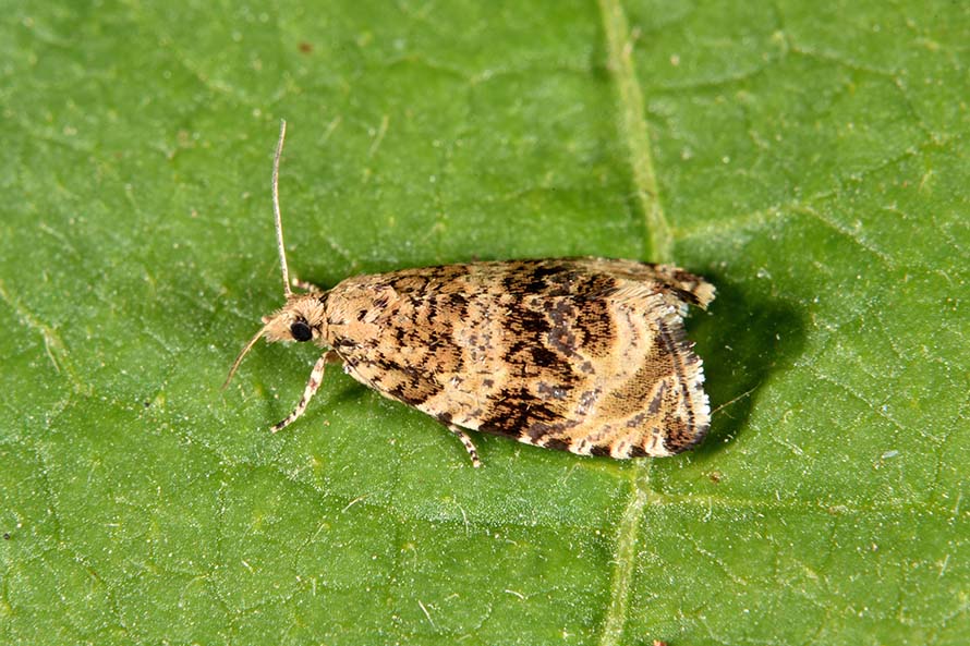 Celypha lacunana bruco crisalide e adulto