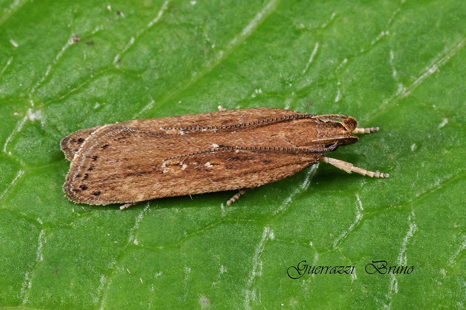 Helcystogramma triannulella