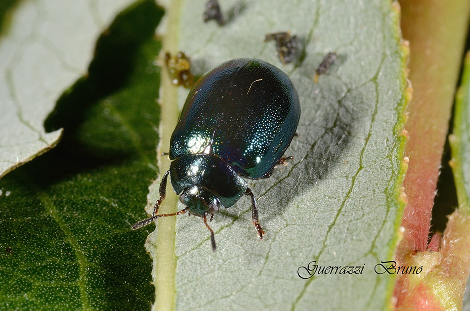 Plagiodera versicolora (Chrysomelidae)