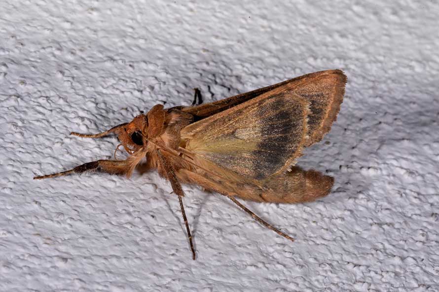 Thysanoplusia orichalcea, Noctuidae
