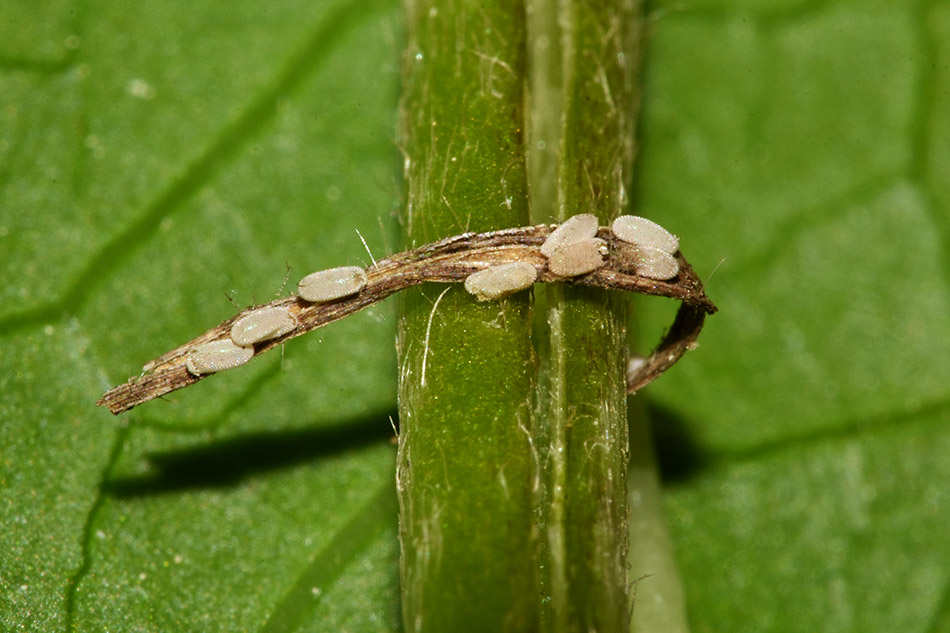 Larva di Syrphidae Syrphinae:  Syrphus ribesii femmina