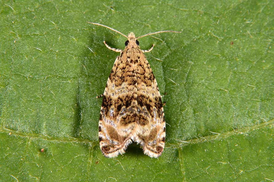 Celypha lacunana bruco crisalide e adulto