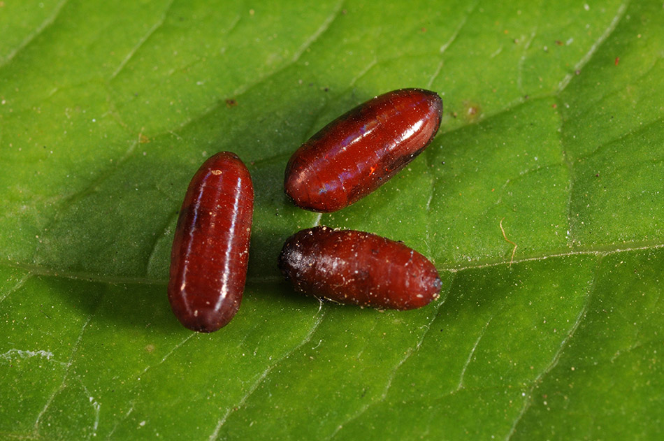 Helcystogramma triannulella