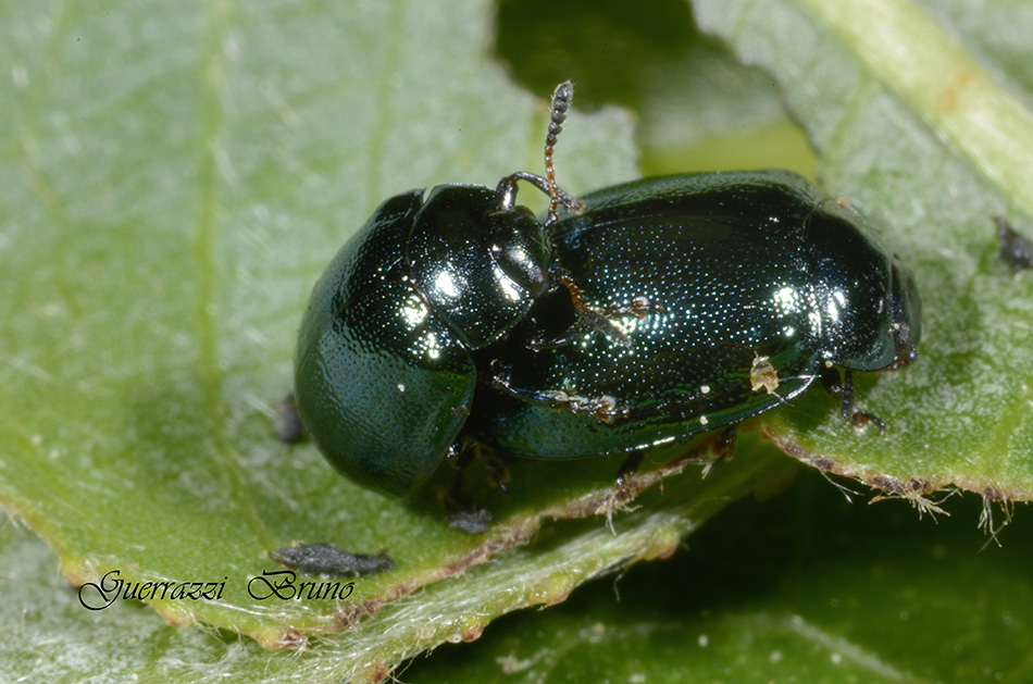 Plagiodera versicolora (Chrysomelidae)